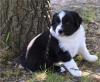 Puppies for sale Finland, Oulu Australian Shepherd