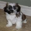 Puppies for sale Finland, Helsinki Shih Tzu