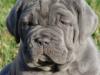 Puppies for sale Sweden, Stockholm Bullmastiff