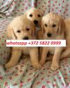 Puppies for sale Romania, Alexandria Golden Retriever