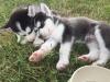 Puppies for sale Russia, Moscow Other breed