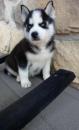 Puppies for sale Estonia, Kohtla-Jarve Other breed, Siberian Husky puppies