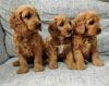 Puppies for sale Denmark, Kopenagen , cockapoo