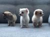 Puppies for sale Estonia, Narva Chihuahua