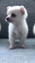 Puppies for sale Germany, Bremen Chihuahua