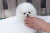 Puppies for sale Netherlands, Eindhoven Pomeranian Spitz