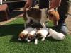 Puppies for sale Denmark, Kopenagen Jack Russell Terrier