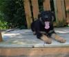 Puppies for sale Finland, Alajarvi German Shepherd Dog