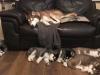 Puppies for sale Sweden, Kalmar Haski