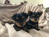 Puppies for sale Sweden, Norcheping Yorkshire Terrier