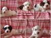 Puppies for sale Netherlands, Eindhoven Tibetan Terrier
