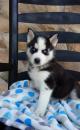 Puppies for sale Germany, Aihvald Other breed, Siberian Husky puppies