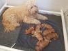 Puppies for sale Estonia, Tallinn Other breed, Goldendoodle Puppies