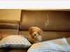 Puppies for sale Greece, Thessaloniki Toy-poodle