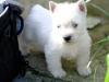 Puppies for sale Cyprus, Paphos West Highland White Terrier