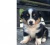 Puppies for sale Finland, Helsinki , Welsh Corgi Pembroke