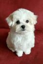 Puppies for sale Cyprus, Larnaca Maltese