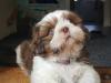 Puppies for sale France, Paris Shih Tzu