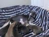 Puppies for sale Germany, Frankfurt an der Oder Italian Greyhound