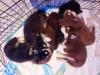 Puppies for sale Greece, Athens Haski