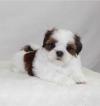 Puppies for sale Spain, Albacete Shih Tzu