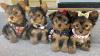 Puppies for sale Cyprus, Paphos Yorkshire Terrier