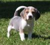 Puppies for sale Spain, Merida Beagle