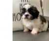 Puppies for sale Finland, Turks Shih Tzu