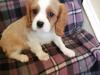 Puppies for sale Sweden, Stockholm King Charles Spaniel
