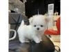 Puppies for sale Spain, Bilbao Maltese