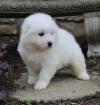 Puppies for sale Spain, Badalona Samoyed dog (Samoyed)