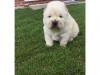 Puppies for sale Sweden, Malmo Chow Chow
