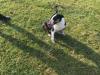 Puppies for sale Greece, Athens Bull Terrier