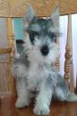 Puppies for sale Ireland, Dublin Other breed, Miniature Schnauzer