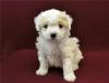 Puppies for sale Spain, San Sebastian Poodle