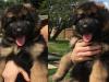 Puppies for sale Cyprus, Larnaca German Shepherd Dog