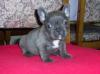 Puppies for sale Cyprus, Larnaca French Bulldog