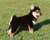 Puppies for sale Germany, Berlin , Shiba Inu