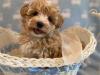 Puppies for sale Germany, Dusseldorf , maltipoo