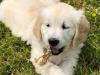 Puppies for sale Greece, Thessaloniki Golden Retriever
