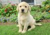 Puppies for sale Ireland, Dublin Labrador Retriever