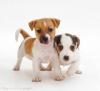 Puppies for sale Cyprus, Larnaca Jack Russell Terrier