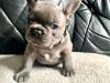 Puppies for sale Sweden, French Bulldog