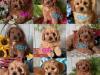 Puppies for sale Sweden, Stockholm , Cavapoo