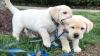 Puppies for sale Cyprus, Paphos Labrador