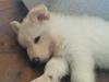Puppies for sale Greece, Patra German Shepherd Dog