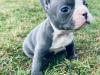 Puppies for sale Denmark, Kopenagen French Bulldog