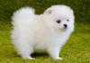 Puppies for sale Spain, Toledo , Pomeranian