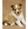 Puppies for sale Ireland, Dublin Sheltie (Shetland Sheepdog)
