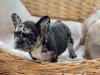 Puppies for sale France, Paris French Bulldog